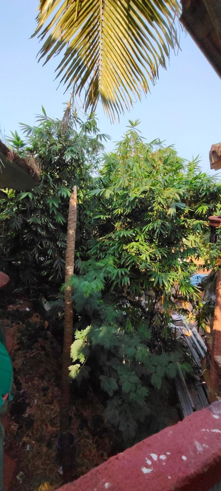 Arambol Beach Laxmi Guest House Exterior foto
